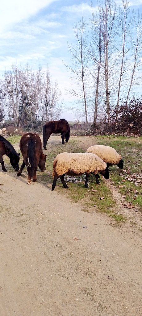 ClauAgloni's tweet photo. Jardín Botánico #UDeTalca 🐑🐎🐓🦢🦆🌿🌺 https://t.co/ySUz7086C8