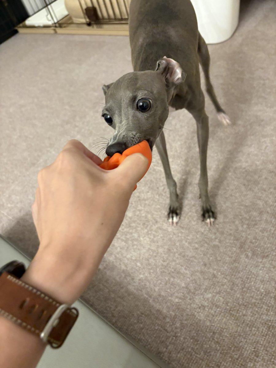 おめめくりくりね