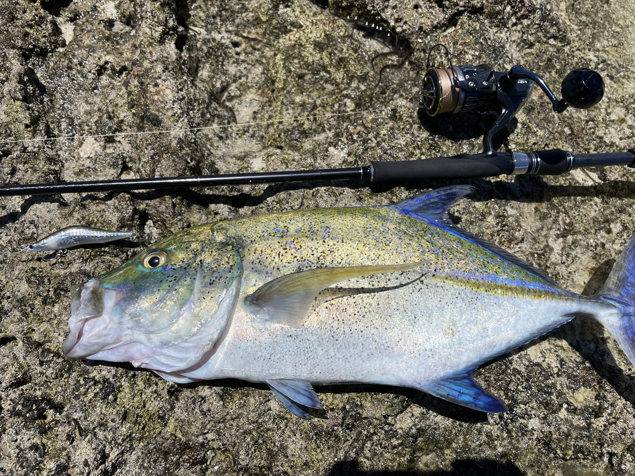 ⭐️SAKI358⭐️！ホラ貝　沖縄県産【極太！大型！】★約45㎝★ ホラ貝 沖縄県産【極太！大型！】☆約45㎝、約1.10㎏☆