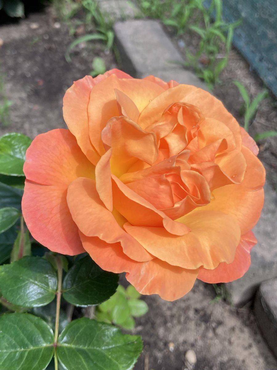 IngeBackInTown's tweet image. Voor u nog wat fleurigs Frank
#eigenkweek