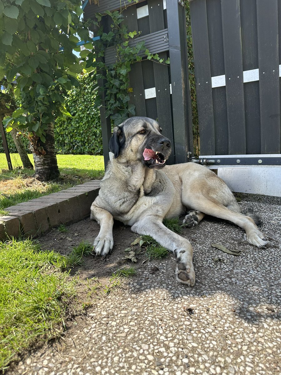 Jaxxon2905's tweet image. Mein persönlicher Torwächter - in jeglicher Hinsicht ❤️
Kommt gut durch diesen Sonntag!
