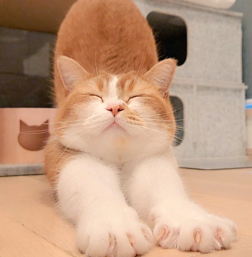 のびぃ～っ🐾のときの
気持ちよさそうな顔　すき🥹♡