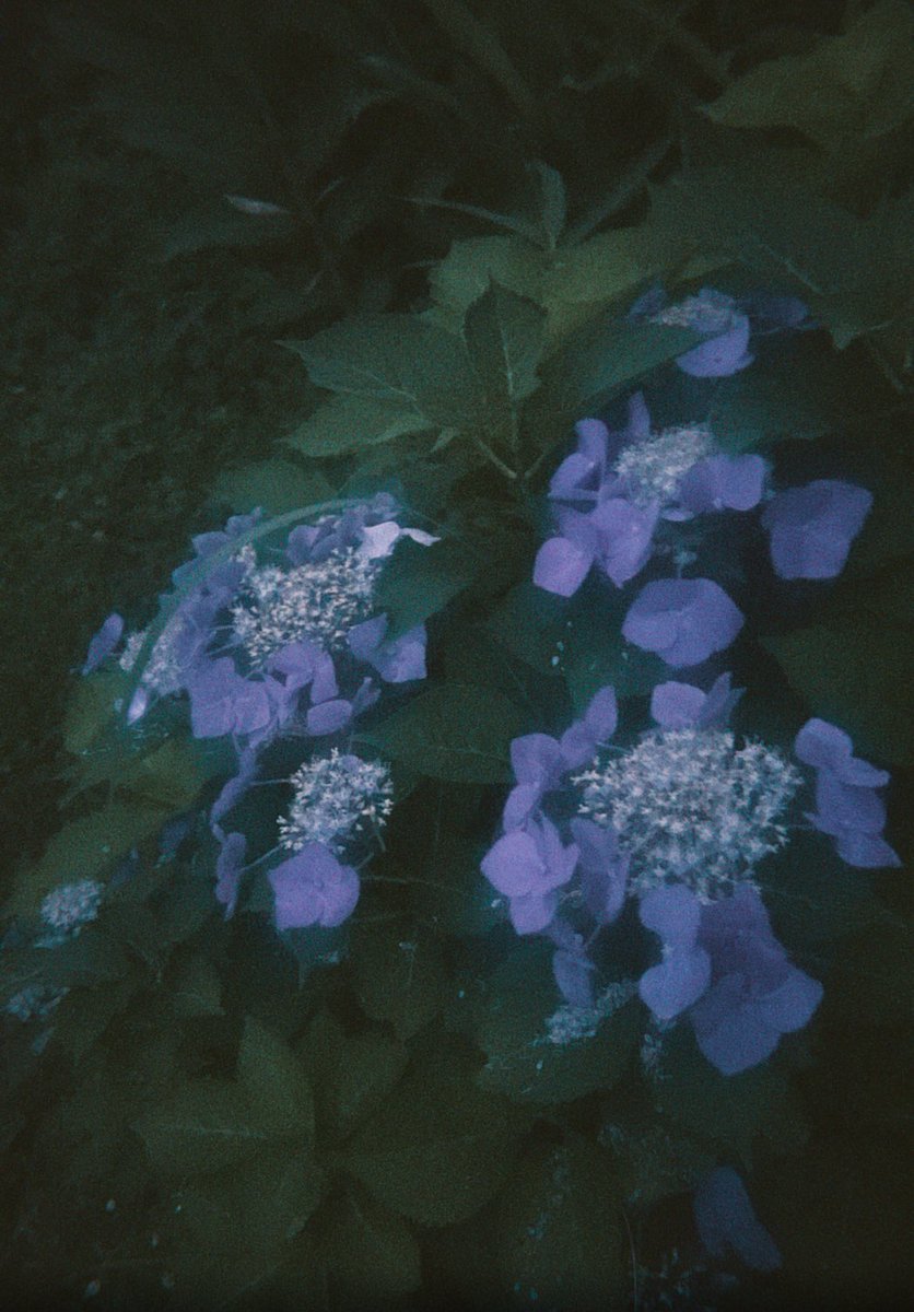 N_gasy23's tweet image. 花と実