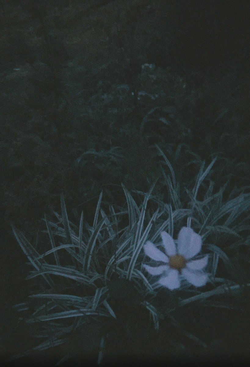 N_gasy23's tweet image. 花と実