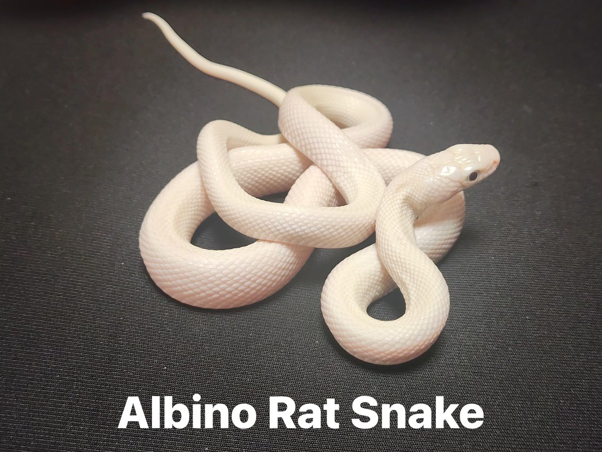 Customs officers at CSMI Airport, Mumbai Customs Zone-III foiled yet another wild life smuggling attempt, 16 live snakes-Garter, Rhino Rat, Albino Rat, Kenyan Sand Boa, CA King etc. seized from passenger returning from Thailand. Passenger arrested. Further investigation underway.