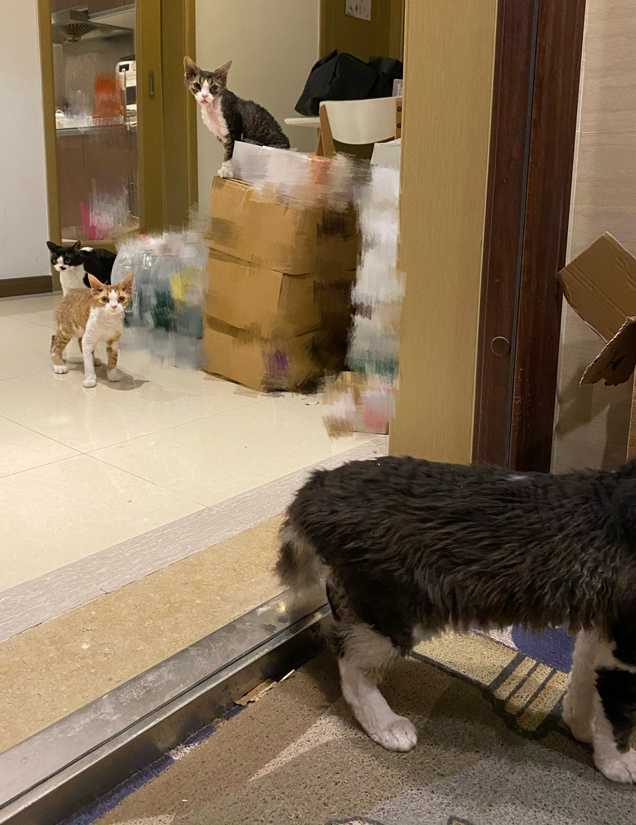 satoru_minamoto's tweet image. お隣さん家の猫ちゃんたち🐱