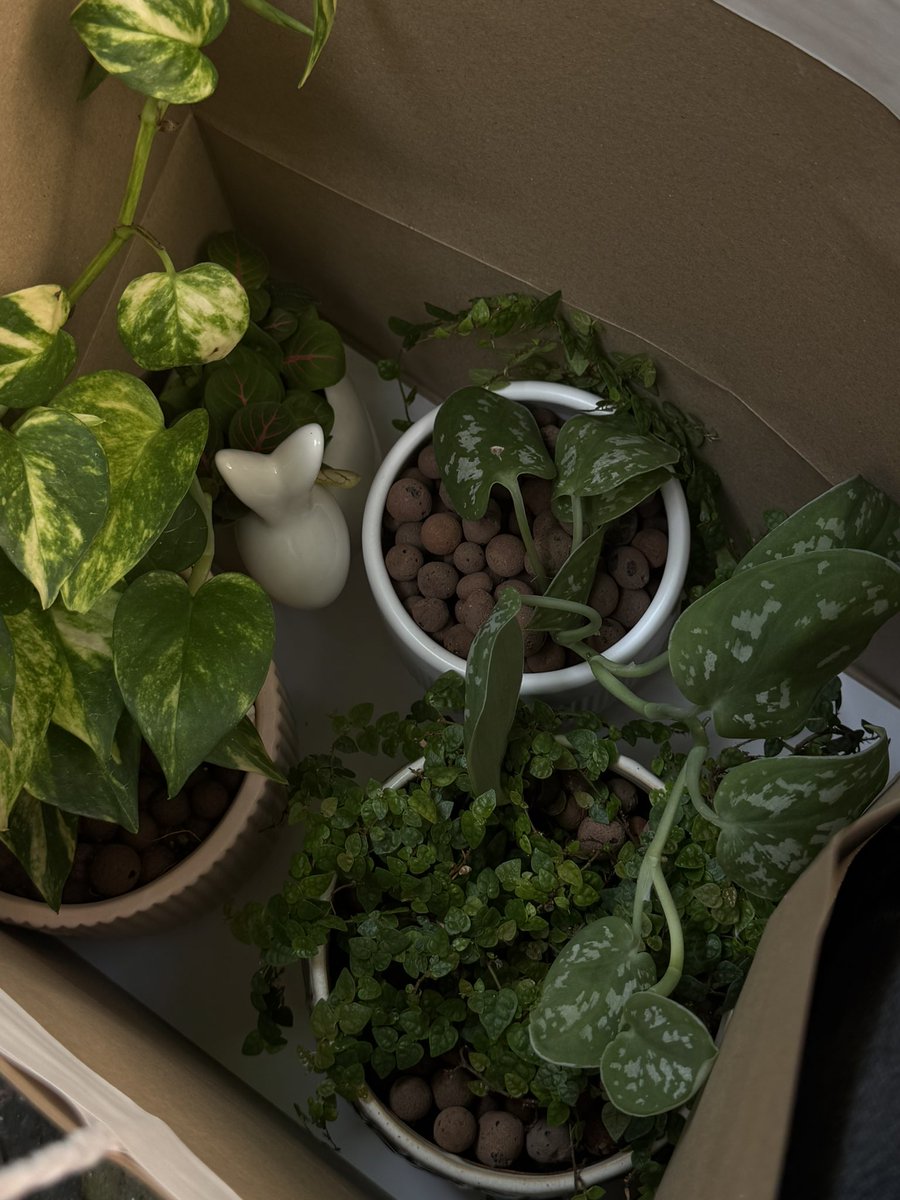 vrlemonade's tweet photo. New plant babies and coffee today! https://t.co/IG08bvz12D