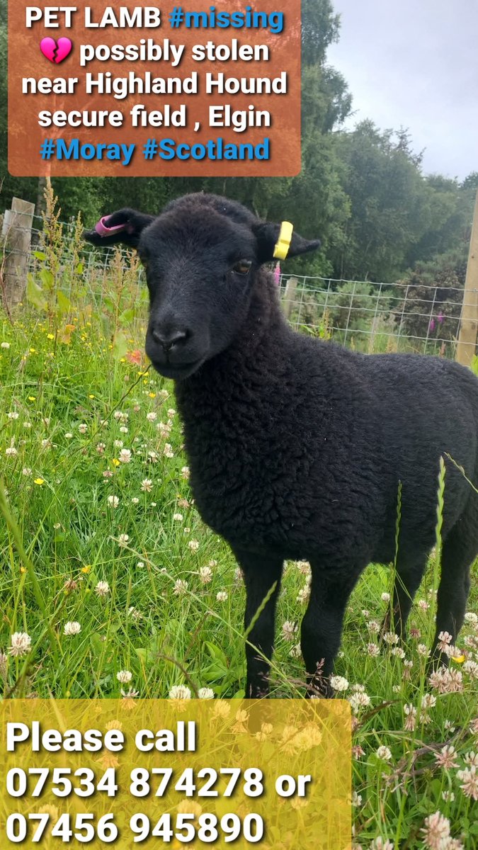 #stolendoghour PLEASE PLEASE HELP MAKE TREACLE THE LAMB #TOOHOTTOHANDLE 🔥🐑

Presumed #stolen #Elgin #Moray #Scotland

She will be so frightened, she is just a baby! Please contact anonymously or just drop her back to her field safely!!