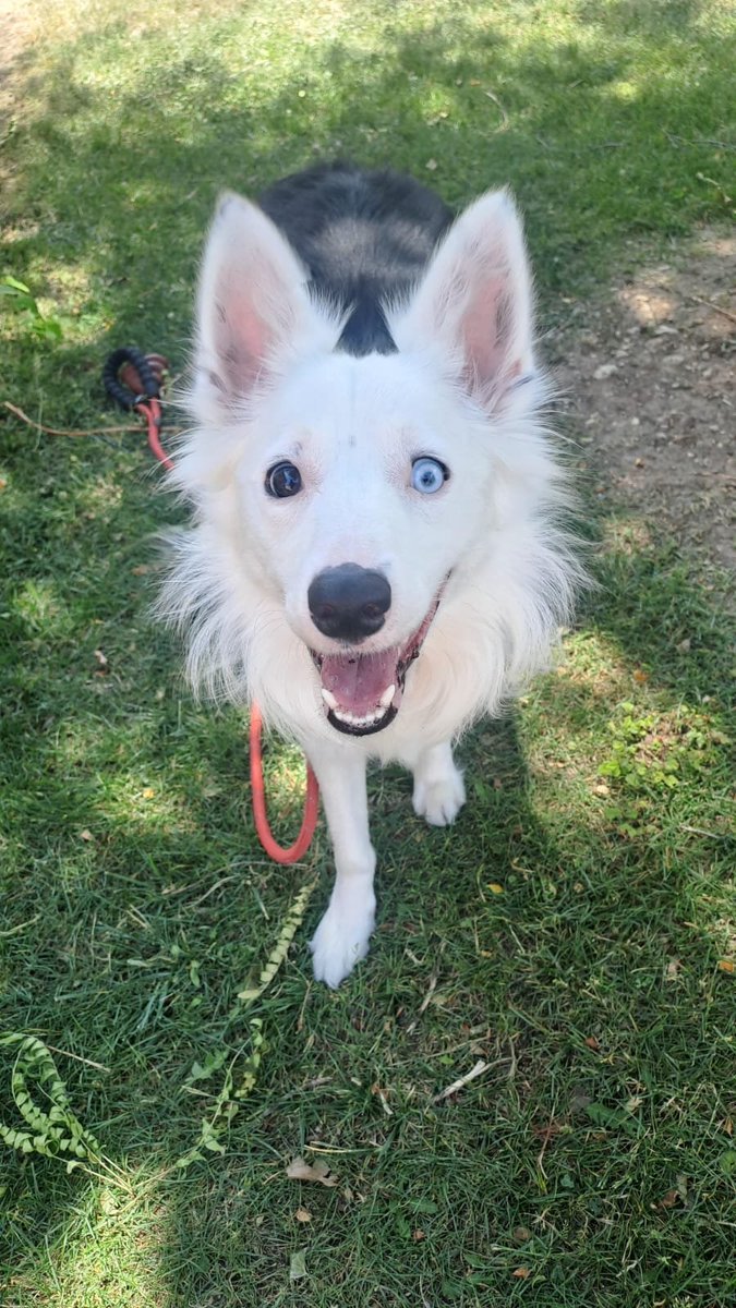 Ardo (@ardo_lol) on Twitter photo 