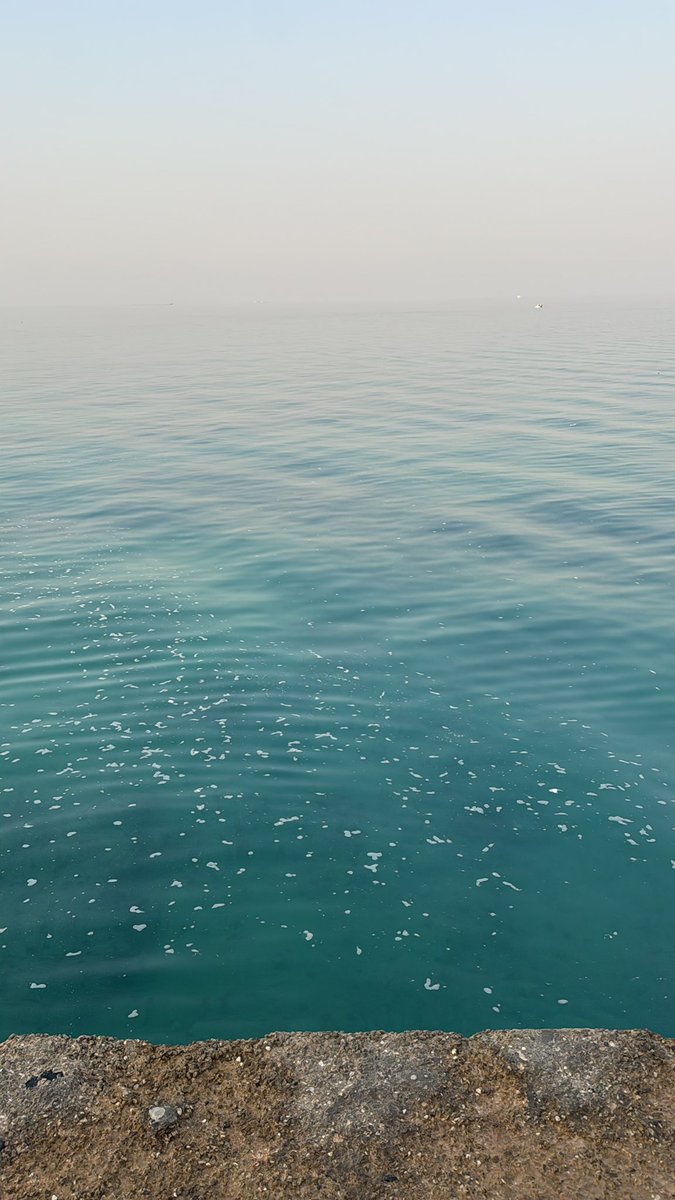 Mo Ezeldin tweet media