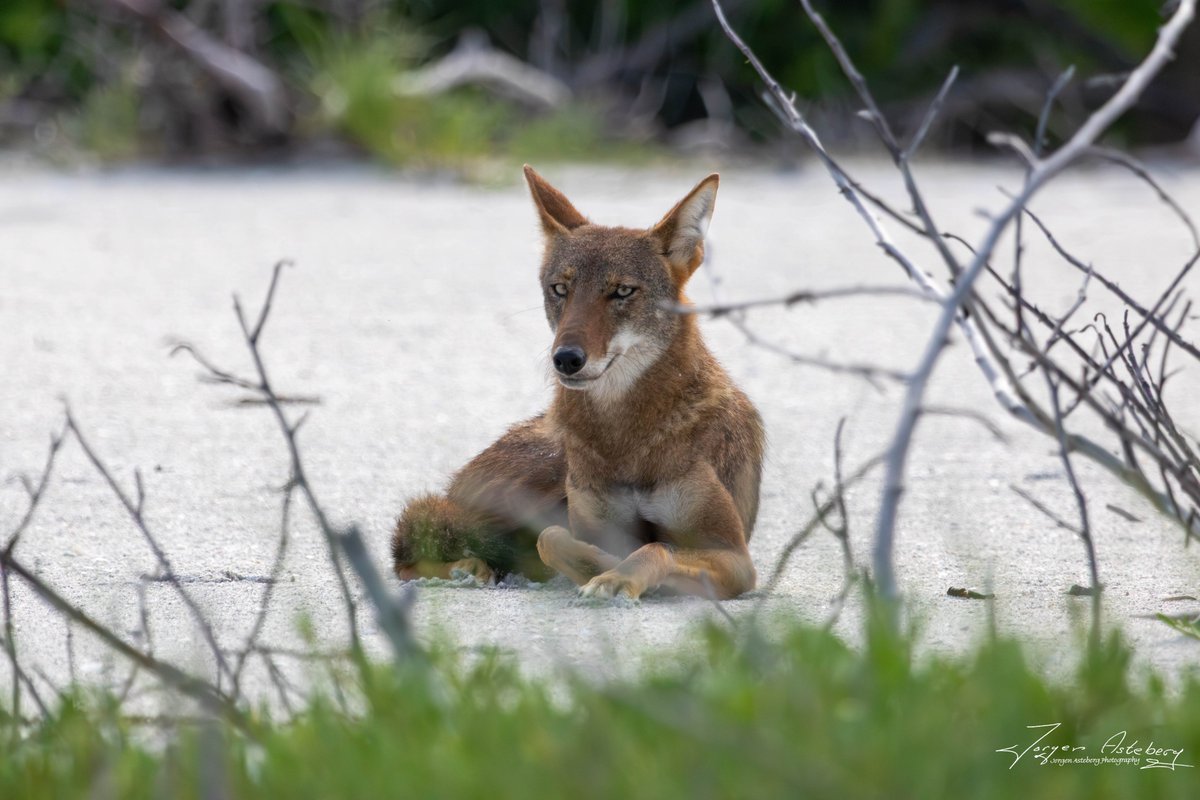 jka62's tweet image. Male coyote on Bowman&apos;s Beach, Sanibel. We looked at each other for a while and then finally he laid down and I also sat down for a while.
@MattDevittWX