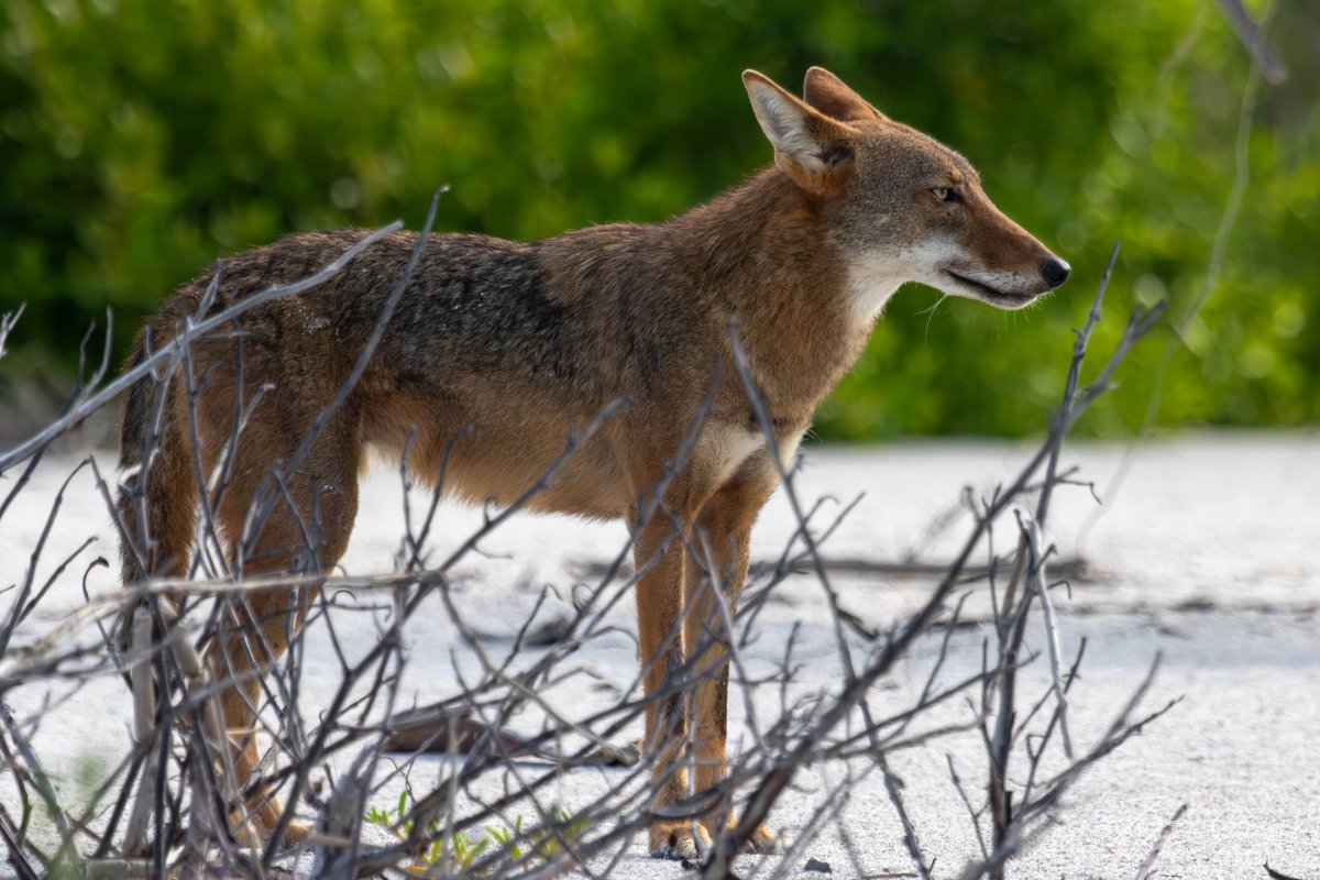 jka62's tweet image. Male coyote on Bowman&apos;s Beach, Sanibel. We looked at each other for a while and then finally he laid down and I also sat down for a while.
@MattDevittWX