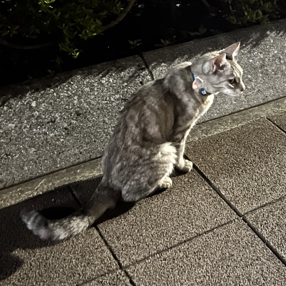 gurima_rurida's tweet photo. 帰りに遭ったネコさん
飼い猫ぽいけど…

寄ってくるから着いてくるかなと思うと
すぐ同じ場所に戻ってしまうし
首輪や身体は触らせてくれなかったから
気になりながらも…💦

こういう時どうしたらいいんだろ https://t.co/Zca4HYboyI