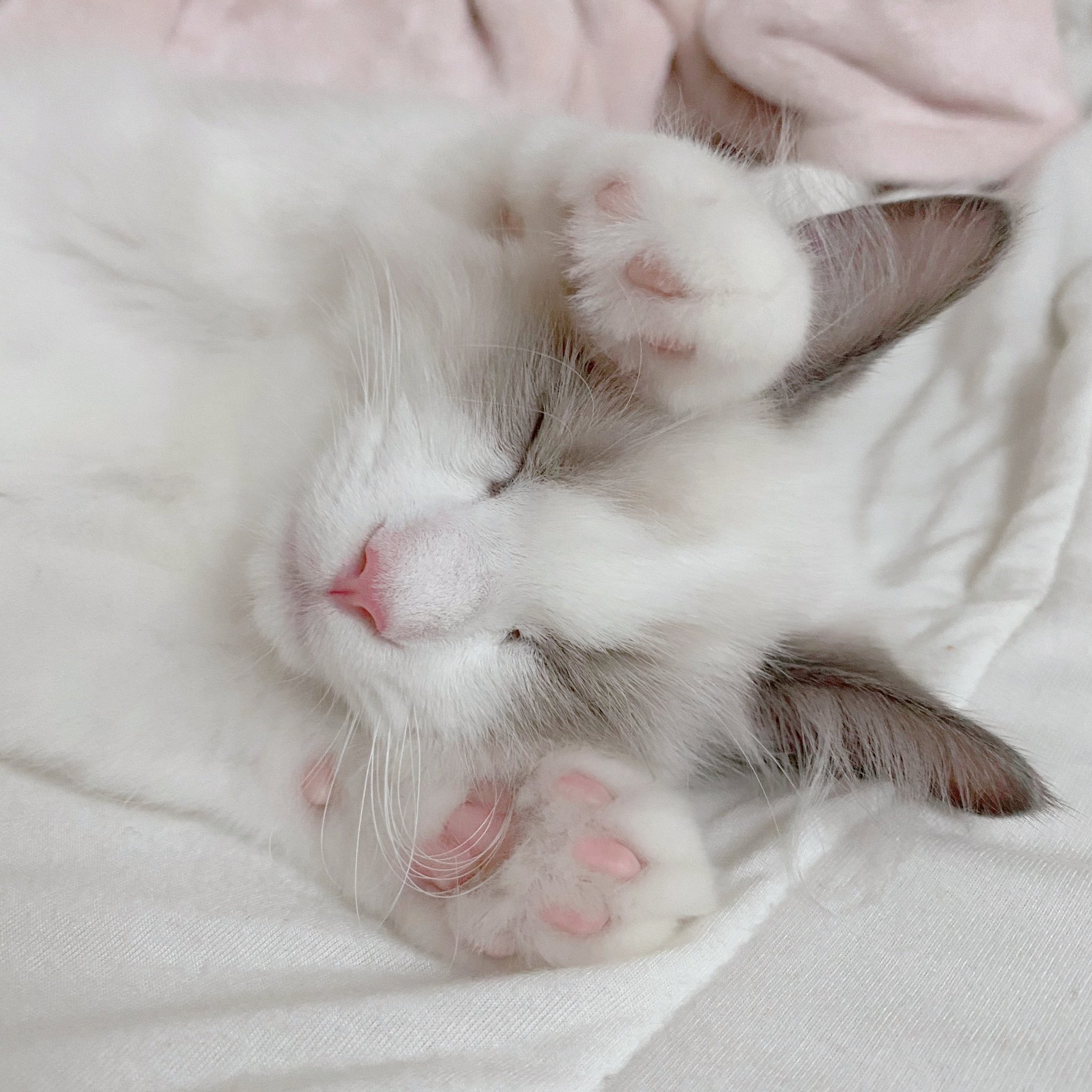 miyukisunya様*:✼. ytsuna🏝 on X: 