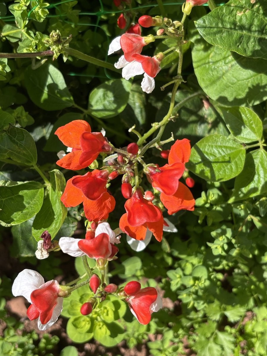 It’s always nice to pick your own vegetables 🫛. Our wee plot in the corner of the garden is doing quite well so far this year with the lettuce, peas and cauliflowers putting on a good spurt. 

#growyourown #EastLothian