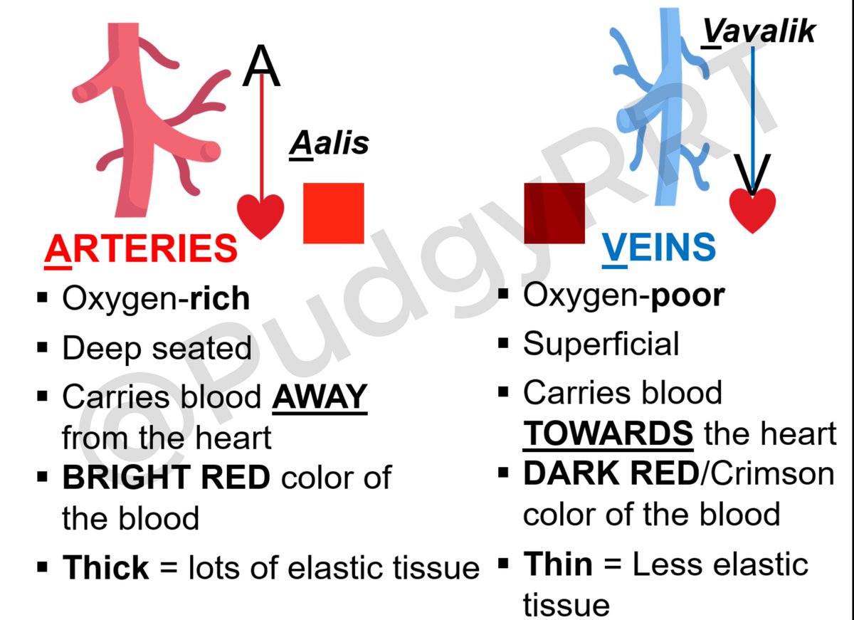 PudgyRRT's tweet photo. Arteries vs Veins — Simplified! https://t.co/5ZJtJc4v5W