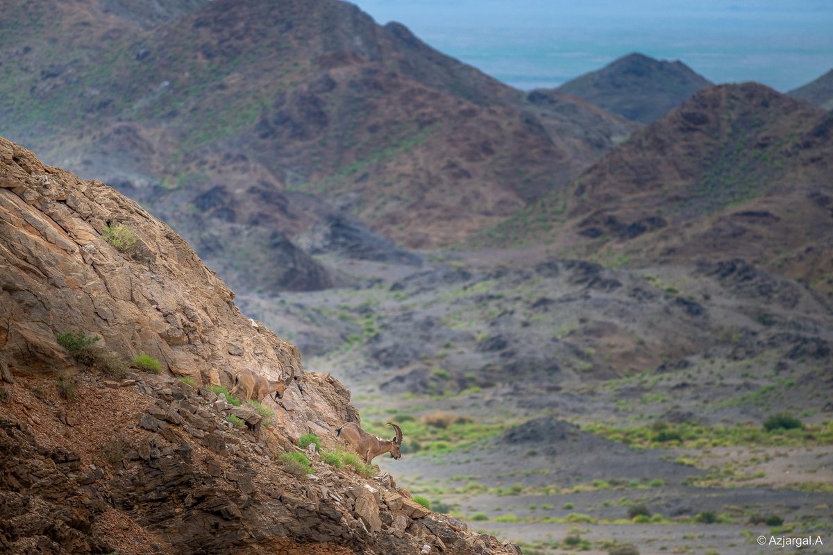 За унтахаасаа өмнө ганц зураг үзүүлье даа. 
Булган ууланд нутагшуулаад байгаа янгирнууд чинь анх Өмнөговь аймгийн Говь гурван сайхан уулнаас Богд ууланд нутагшуулсан янгирын үргэлжлэл юм шүү дээ.