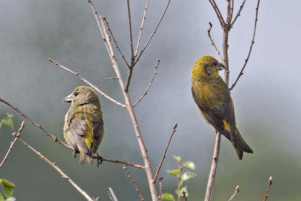 Brian Martin (@briansmrtyr1) on Twitter photo A female and juvenile Crossbill from Wykeham forest.
<a href="/nybirdnews/">NorthYorksBirdNews</a> <a href="/teesbirds1/">teesbirds</a> @DurhamBirdclub <a href="/teeswildlife/">Tees Wildlife</a> <a href="/Natures_Voice/">RSPB</a> <a href="/NatureUK/">NatureUK</a> <a href="/WildlifeMag/">BBC Wildlife</a> <a href="/BBCSpringwatch/">BBC Springwatch</a>
#birdwatching #wildlifephotography #birds A female and juvenile Crossbill from Wykeham forest.
<a href="/nybirdnews/">NorthYorksBirdNews</a> <a href="/teesbirds1/">teesbirds</a> @DurhamBirdclub <a href="/teeswildlife/">Tees Wildlife</a> <a href="/Natures_Voice/">RSPB</a> <a href="/NatureUK/">NatureUK</a> <a href="/WildlifeMag/">BBC Wildlife</a> <a href="/BBCSpringwatch/">BBC Springwatch</a>
#birdwatching #wildlifephotography #birds