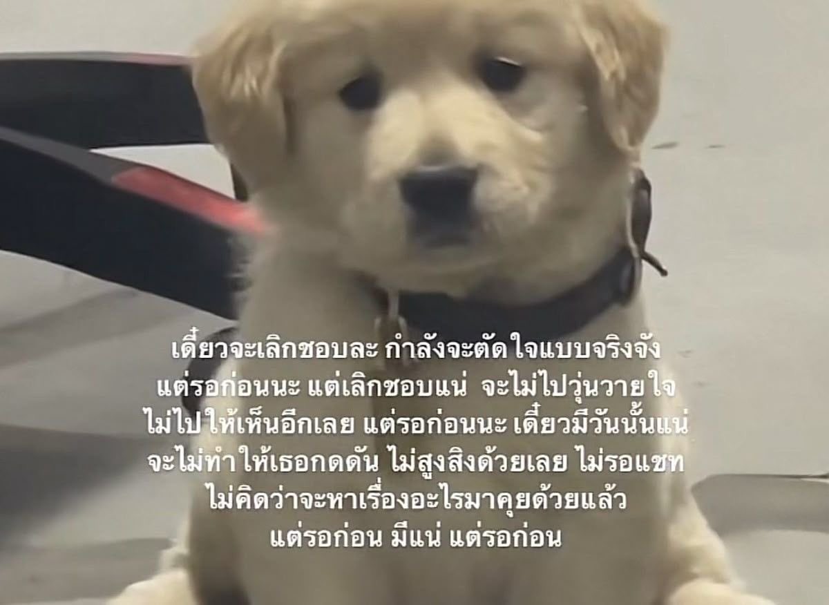 พิเซนเปนหมาแดง 🐶🩵 tweet media