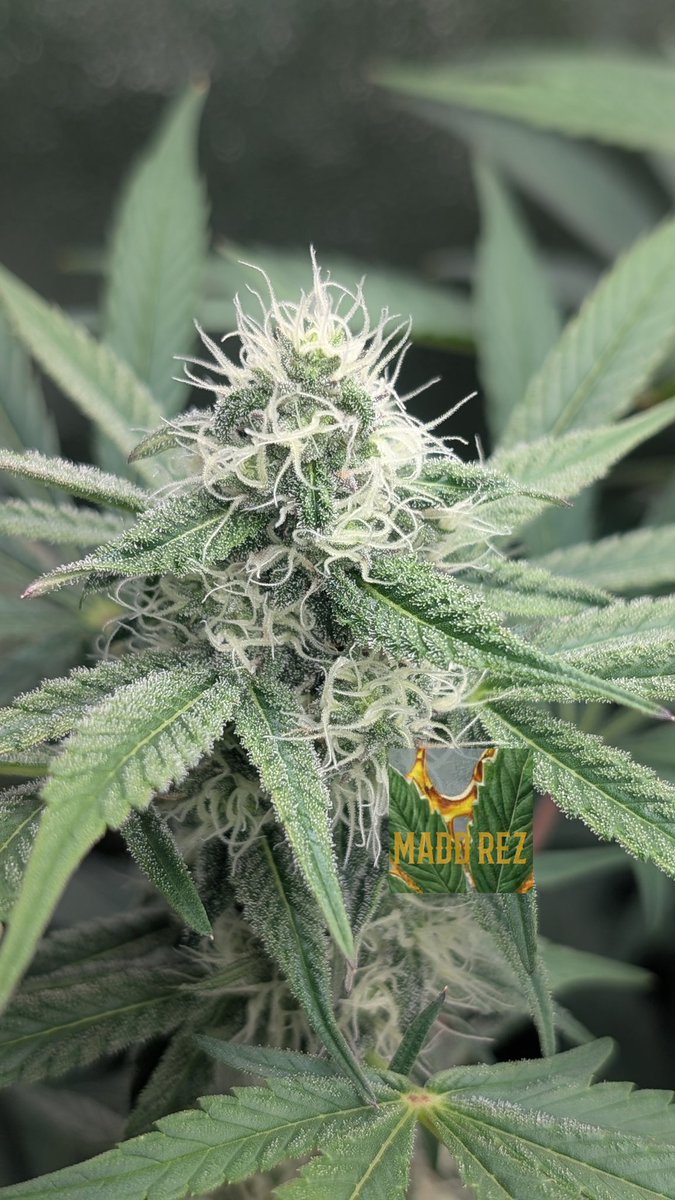 Good morning from <a href="/matyice420/">TwistedBerries</a>'s Fuckle Berries 😊🖕🫐