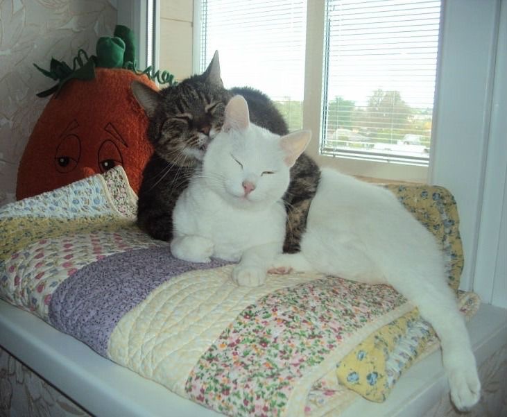 Miaw (@miaw) on Twitter photo 