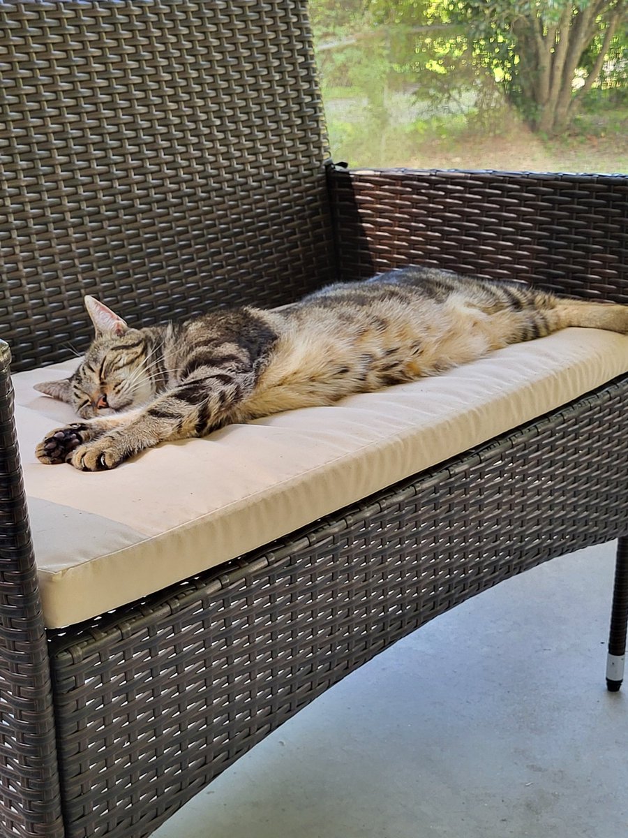 quantum_just's tweet photo. @Catsillyness https://t.co/RMj1UoRBJV