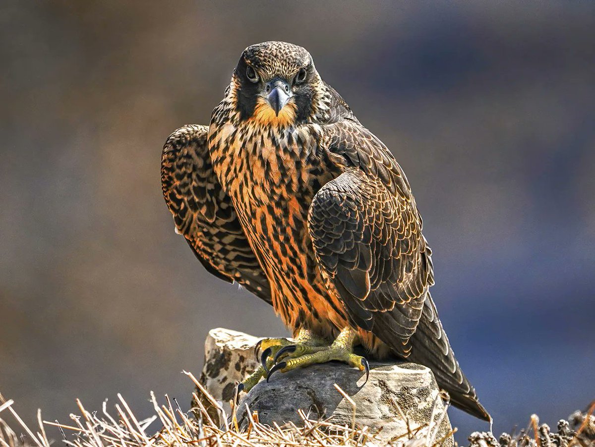 PVP Land Conservancy tweet media