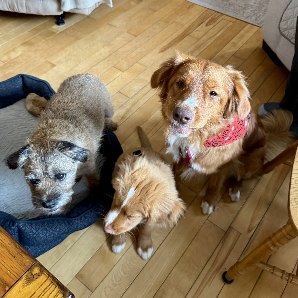 Koda and puppy Gimly dropped by for a visit yesterday. 😃🐾🐾🐾