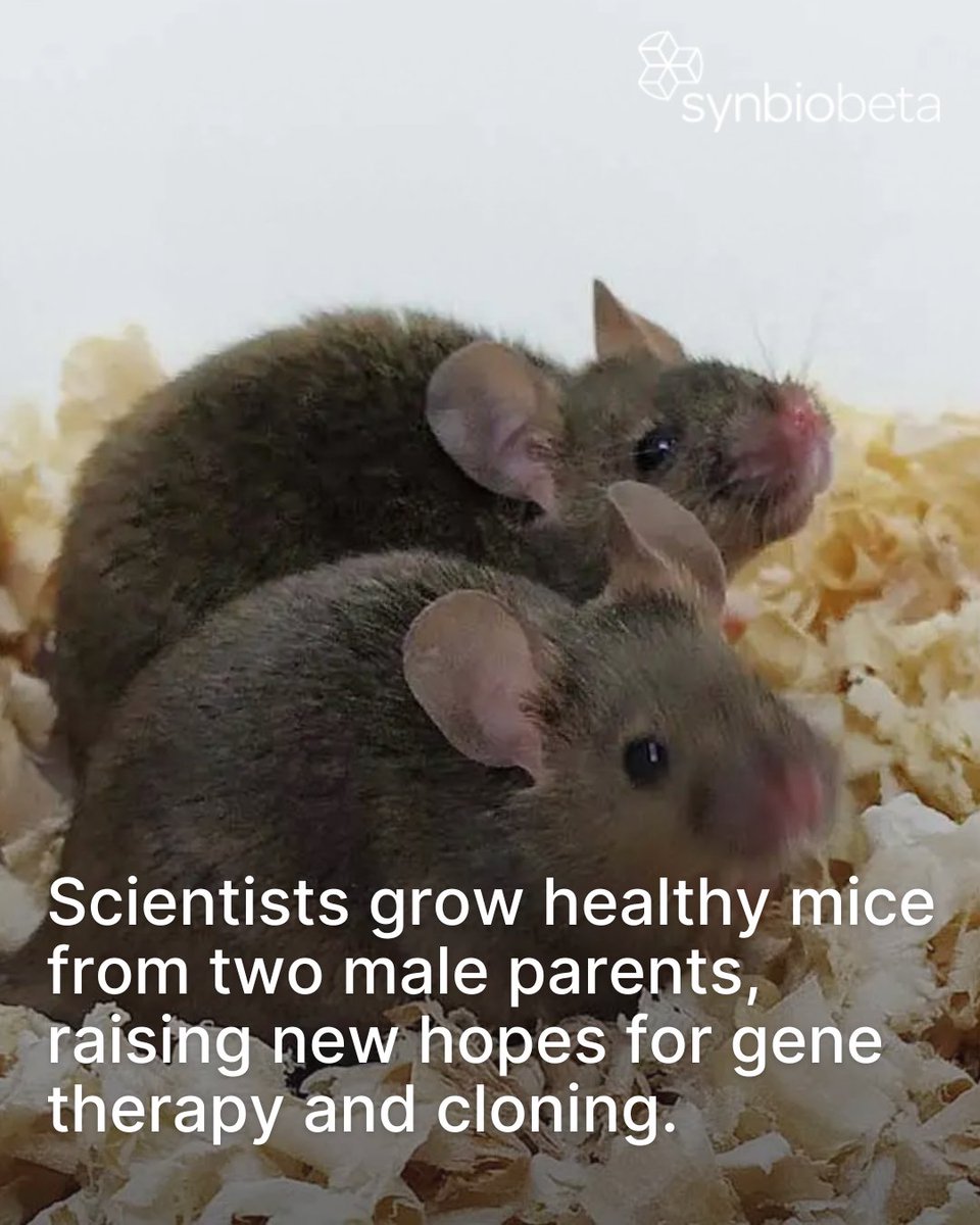 SynBioBeta's tweet image. Scientists grow healthy mice from two male parents into adulthood, raising new hopes for gene therapy and cloning. Researchers from the Chinese Academy of Sciences in Beijing engineered imprinting genes to enable a mouse embryo with only paternal DNA to develop into a viable…
