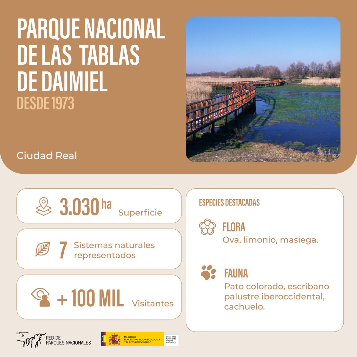 oapngob's tweet image. 🎂 Ayer, las #TablasdeDaimiel cumplieron 52 años como Parque Nacional.
Último vestigio del ecosistema de tablas fluviales, este humedal único acoge aves migratorias, anfibios, reptiles y flora singular.
Un tesoro vivo en el corazón de la llanura manchega. 🌿🦆💧
