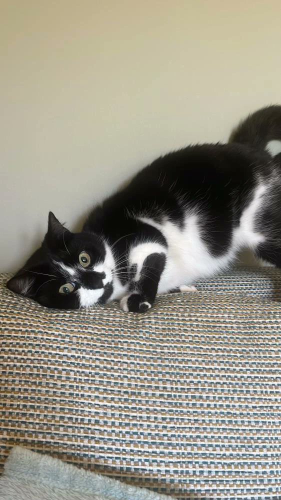 Gorgeous Libby is still on the hunt for a new home. She's playful and happy to sit and watch the world go by from a windowsill or curl up to snooze on her sofa scratcher while her human is busy.

Find out more ➡cats.org.uk/cherwell#adopt…

#CatsOfX #CatsOfTwitter #AdoptDontShop