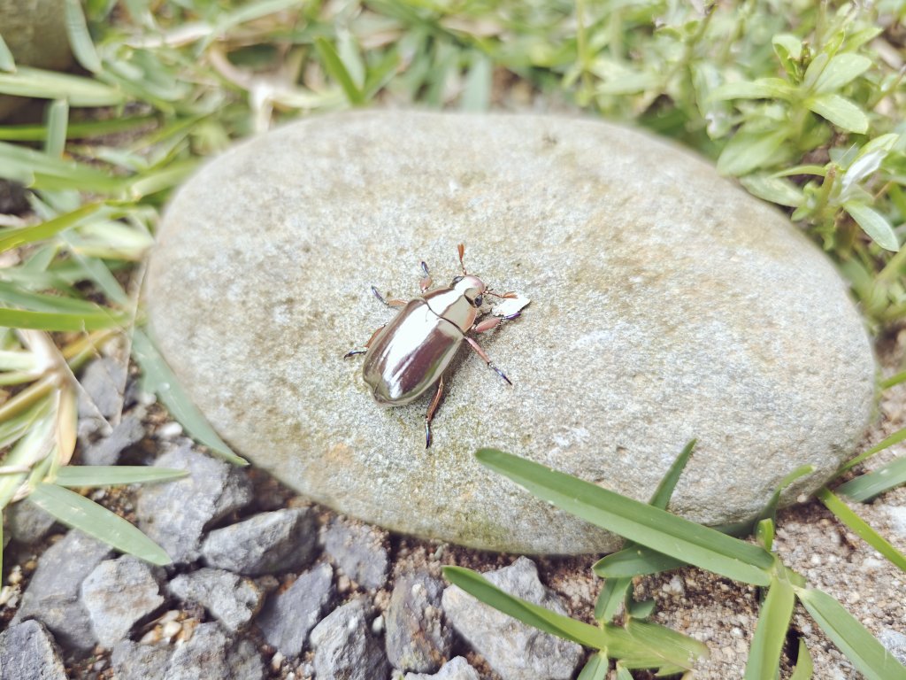 朝起きたら玄関にプラチナコガネ落ちてて草
