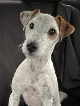Has anyone seen/bought/homed/sold NELLIE?

She went missing from Woodberry Lane, Rowlands Castle #PO9 22 Nov 2022 #EastHampshire

Nellie is still #missing &amp; info recieved is that she wss STOLEN
Her family is distraught. Please contact if any info! Get Nellie home🙏 #stolendoghour