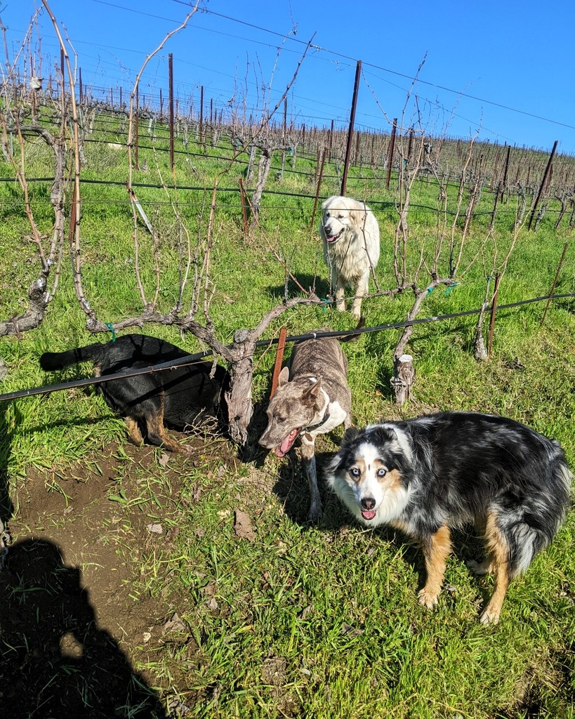 For this #dogsoftablas post, we introduce you to Rasta. Rasta works in the marketing department, often overseeing the development of our social media posts. He's humbled and excited for his debut.

Name: Rasta
Owner: Marketing Director Ian Consoli
Breed: Australian Shepherd