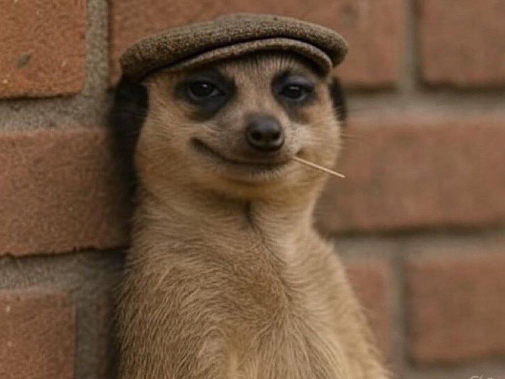 OZONE CHAIN tweet media