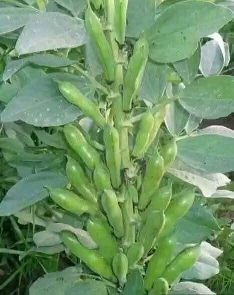 ماذا تسمى هذه الثمرة في بلادكم لنرى جمال اختلاف اللهجات💚
