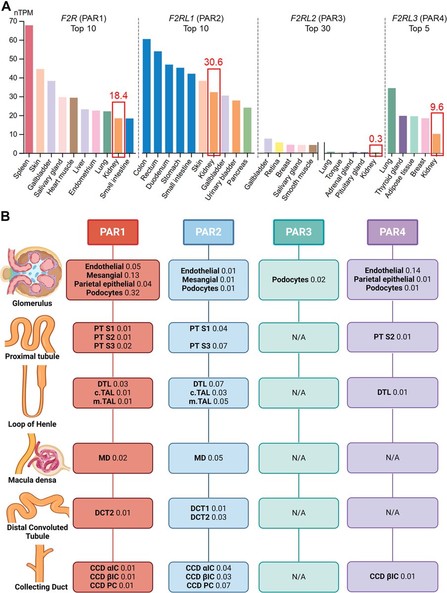 staruschenko's tweet image. Our new review with @OPalygin and others has just been published in @AJPCellPhys. In this article, we explored how serine proteases and protease-activated receptors, especially PAR1, shape glomerular function and contribute to kidney disease.
journals.physiology.org/doi/full/10.11…