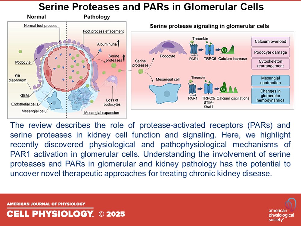 staruschenko's tweet image. Our new review with @OPalygin and others has just been published in @AJPCellPhys. In this article, we explored how serine proteases and protease-activated receptors, especially PAR1, shape glomerular function and contribute to kidney disease.
journals.physiology.org/doi/full/10.11…