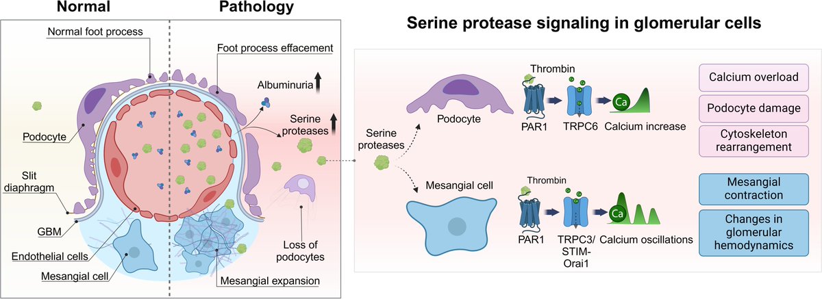 staruschenko's tweet image. Our new review with @OPalygin and others has just been published in @AJPCellPhys. In this article, we explored how serine proteases and protease-activated receptors, especially PAR1, shape glomerular function and contribute to kidney disease.
journals.physiology.org/doi/full/10.11…