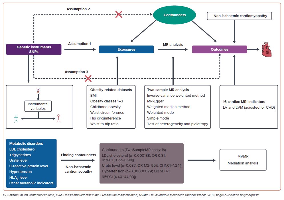 Obesity Phenotypes Causally Affect Cardiac MRI Structure and Induced Non-ischaemic Cardiomyopathy

There is a robust causal association between obesity and NICM, and with abnormalities in myocardial structure and function. HTN emerges as a pivotal mediator in the obesity–NICM
