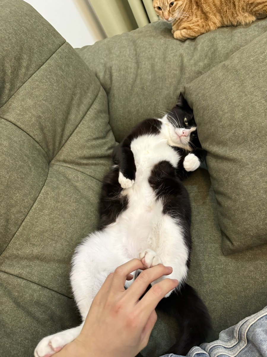 2024Cclchang's tweet photo. 骚猫和新发色🤨👀#s #男高 https://t.co/gUC3Pk5a2X