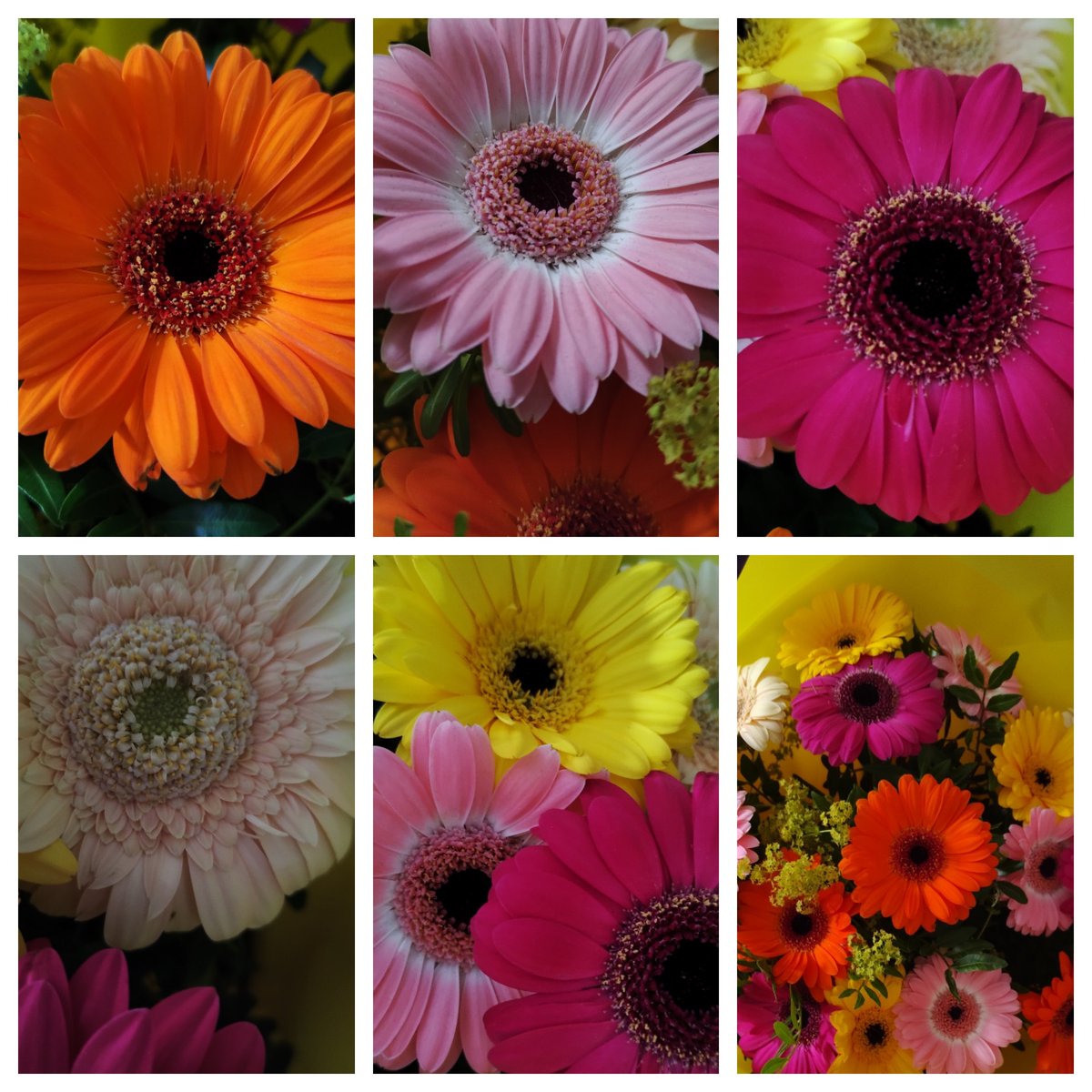 TraceyWearn's tweet photo. I had a lovely bouquet of flowers from a great friend today.❤️
#lovetakingphotos 
#gerberadaisy 
#goodfriends https://t.co/4zKJPE3TZg
