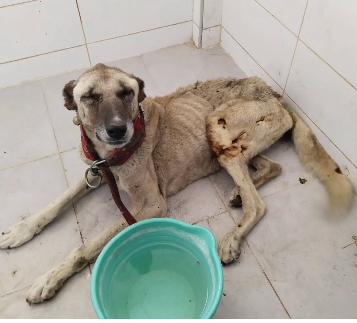 Seferihisar'da yangına maruz kalan bir köpek, Seferihisar barınağında tedaviye alındı. SEHAYDER ekibi barınakta bekliyor.