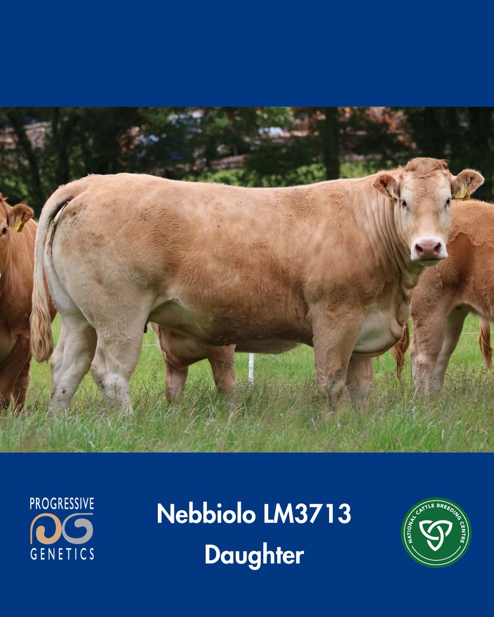 Prestige Beef tweet media