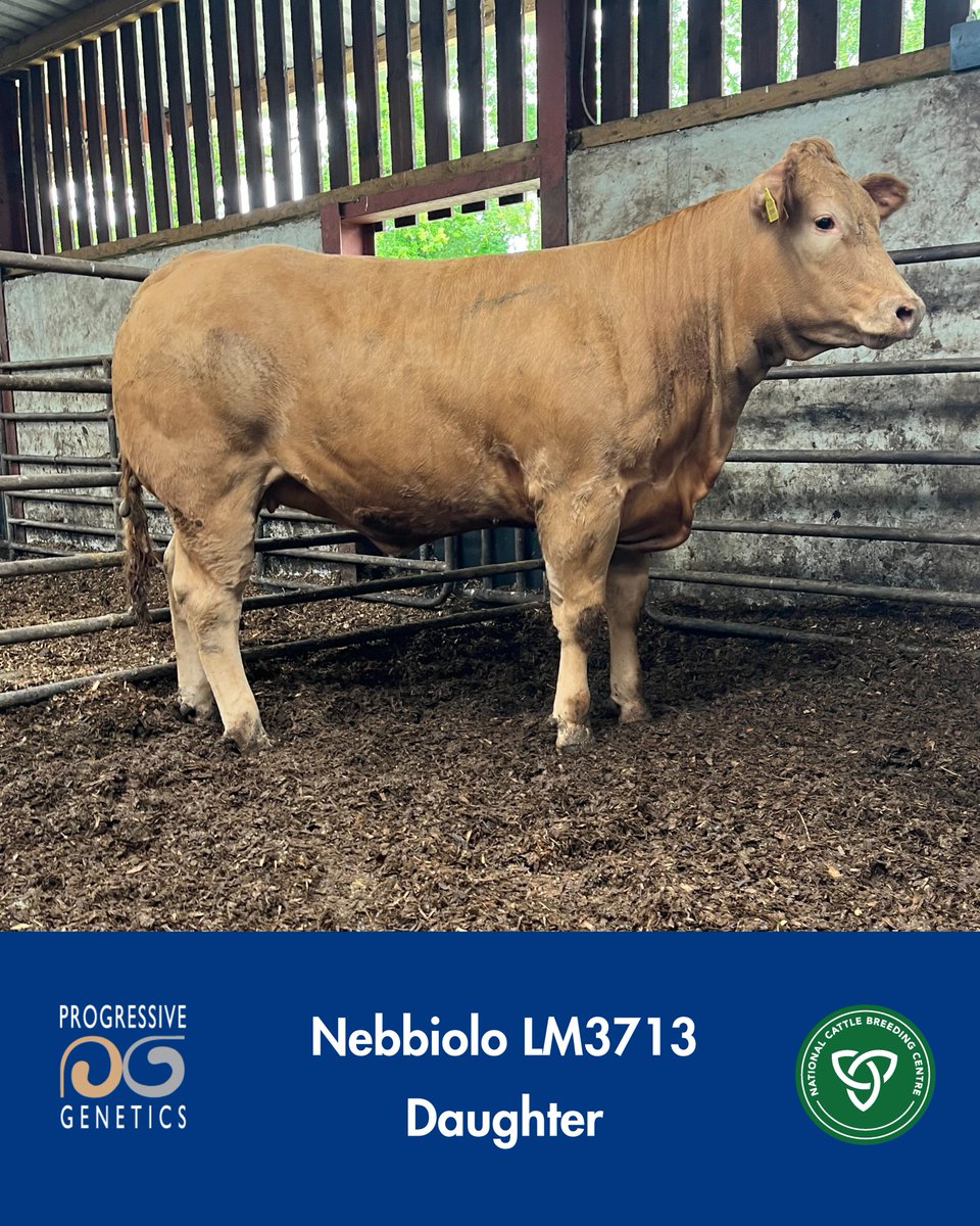 Prestige Beef tweet media