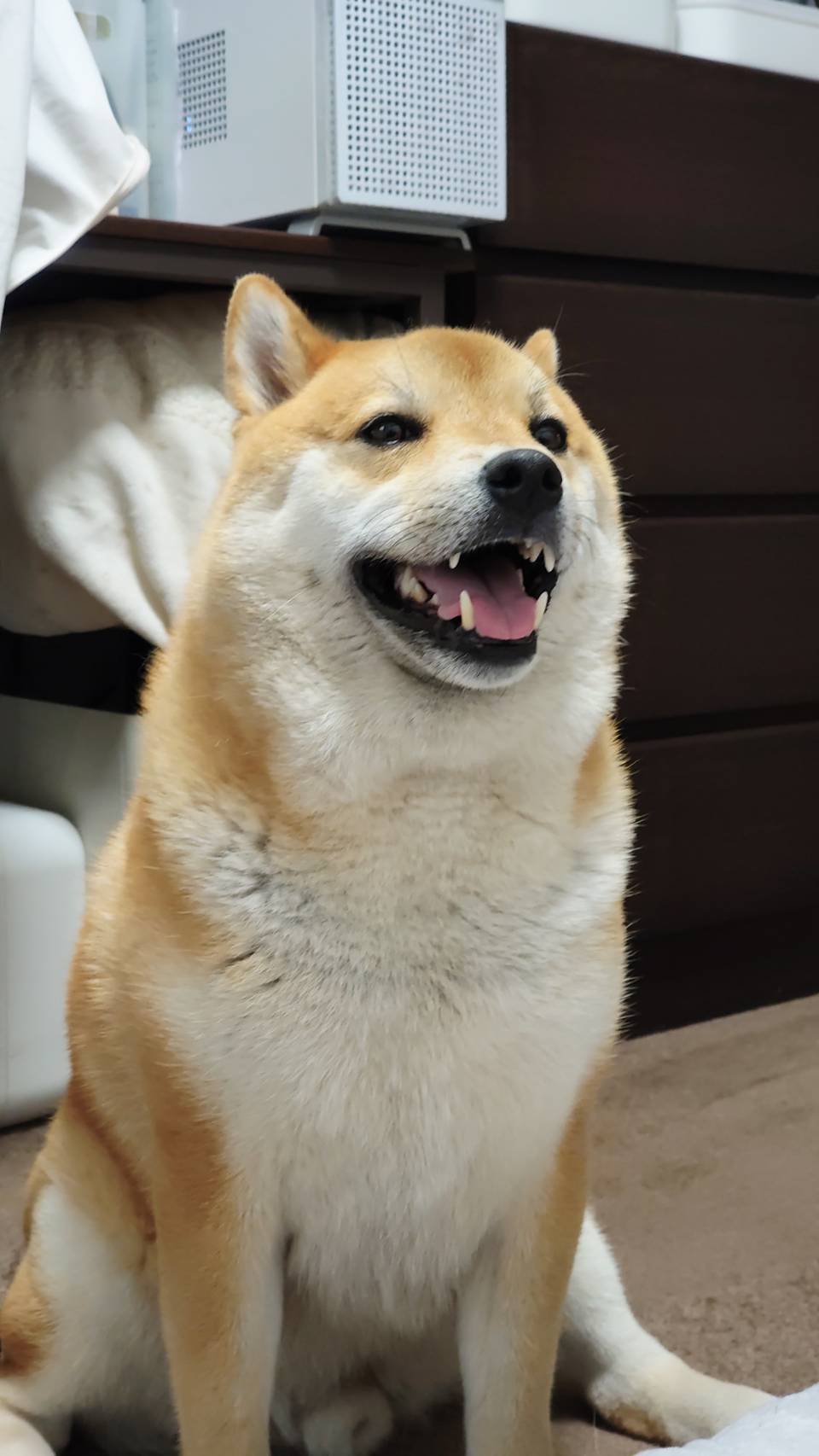 PET FiND 【20%OFFクーポン対象】犬服 I LOVE MY MOMMY ＆ DADDY