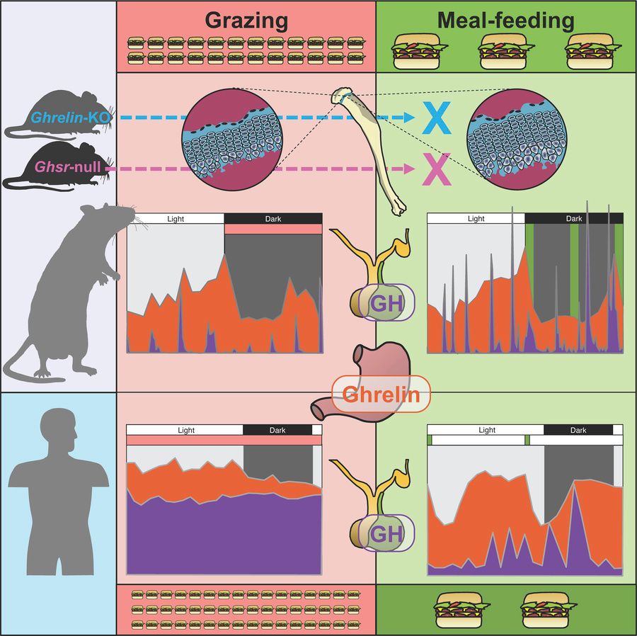 Journal of Clinical Investigation (@jclinicalinvest) on Twitter photo ICYMI:
<a href="/KalliPoppi/">Dr. Amanda K E Hornsby</a> <a href="/DrBSteamjets/">James Betts</a> & team discover eating regular meals—not grazing—accelerates skeletal growth in rodents.
More on circulating ghrelin and growth hormone secretion profiles: jci.org/articles/view/… ICYMI:
<a href="/KalliPoppi/">Dr. Amanda K E Hornsby</a> <a href="/DrBSteamjets/">James Betts</a> & team discover eating regular meals—not grazing—accelerates skeletal growth in rodents.
More on circulating ghrelin and growth hormone secretion profiles: jci.org/articles/view/…