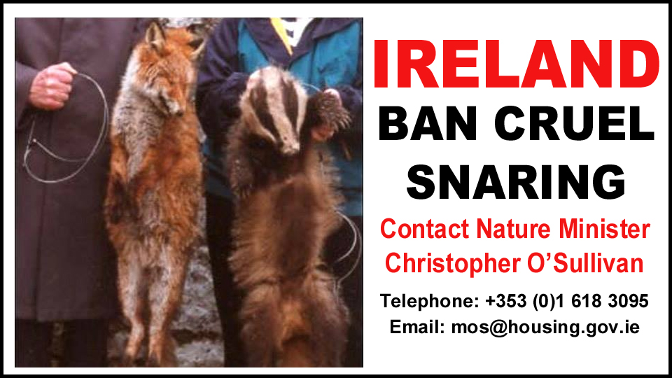 banbloodsports's tweet photo. Ireland: Ban cruel snaring - Contact Nature Minister Christopher OโSullivan TD now https://t.co/NOC54eArXH #Ireland #AnimalCruelty #BanSnaring ๐ฆ๐ฆก https://t.co/BZS6OT2ZWn