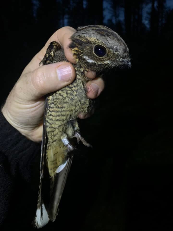 RingersWm's tweet image. Last night we had the privilege of catching and ringing two male Nightjars in Staffordshire as part of our long-standing project. These elusive birds are usually only known by their eerie calls. What a magical moment to see them up close. 💚 #nightjar #conservation