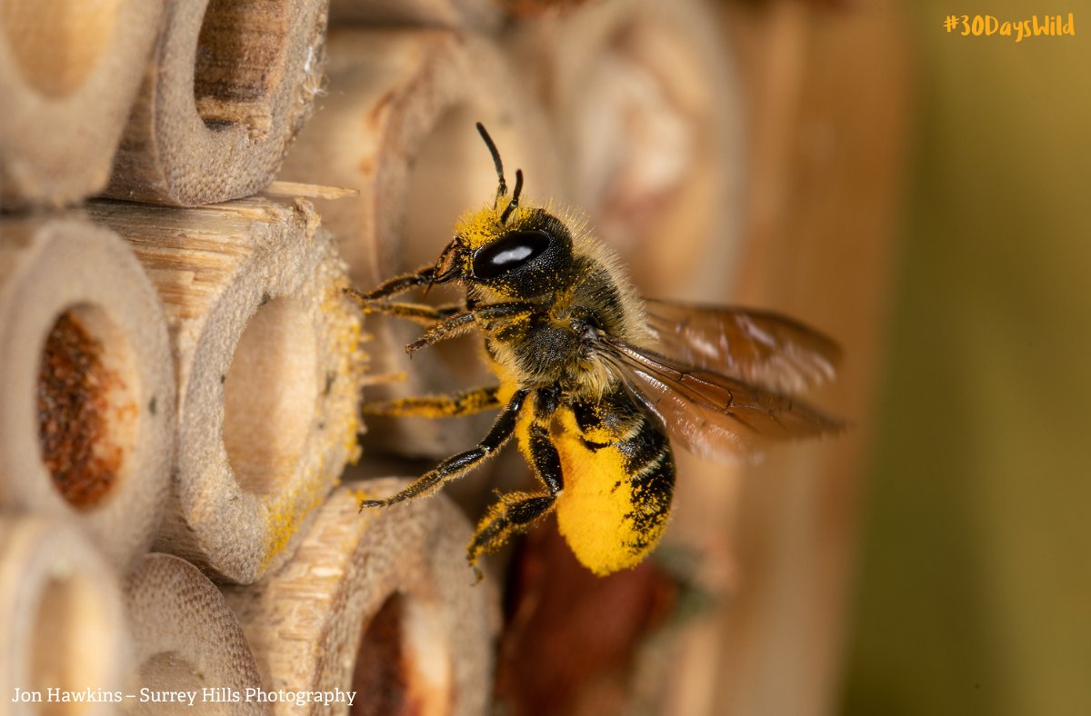 Big on nature, short on space? Unleash your wild side with a burst of creativity this #30DaysWild! 🎨🌿 

Turn old boots into butterfly havens, kettles into bee cafés, or teapots into tiny wildflower meadows. 🐝💚 

Learn more: wildlifetrusts.org/actions/how-cr…